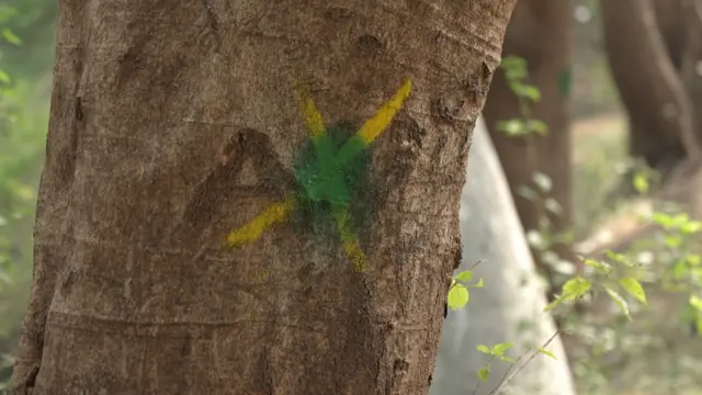 नाशिकच्या तपोवनातली झाडं