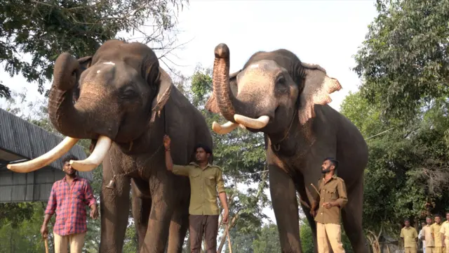 చిత్తూరు ఏనుగులు