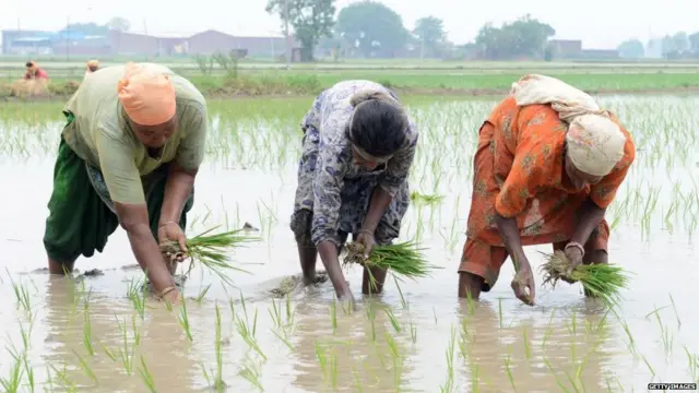 ਕਿਸਾਨ, ਪੰਜਾਬ