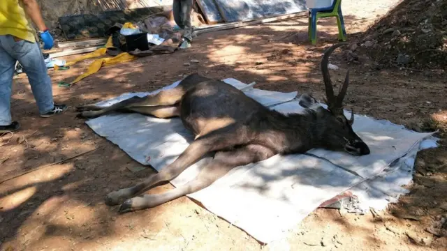 ซากกวาง