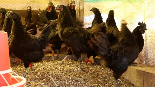 कडकनाथ कोंबडी