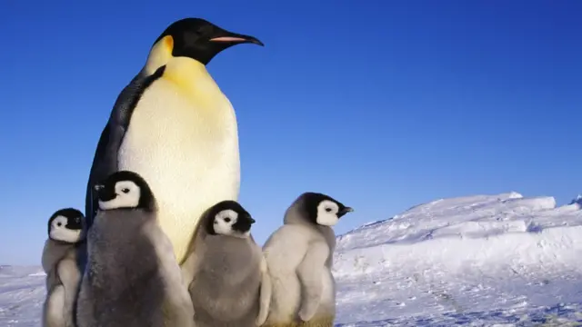 Pinguinsqual a melhor casa de aposta do mundouma paisagemqual a melhor casa de aposta do mundogelo