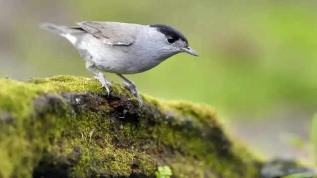 Le changement climatique a modifié les voies de migration des oiseaux tels que les fauvettes noires