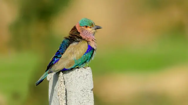 పాలపిట్ట