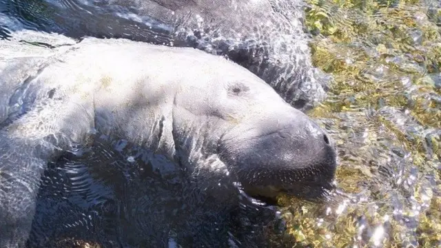 Manatee