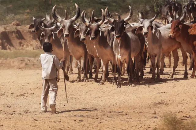 અદાણી, ગૌચર, સુપ્રીમ કોર્ટ, ગુજરાત