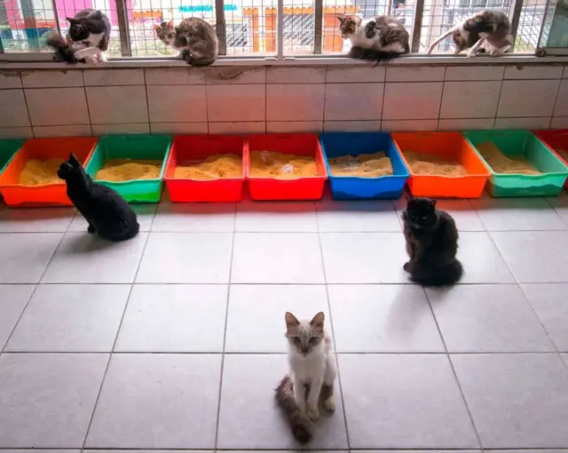 Кошки в приюте в Перу