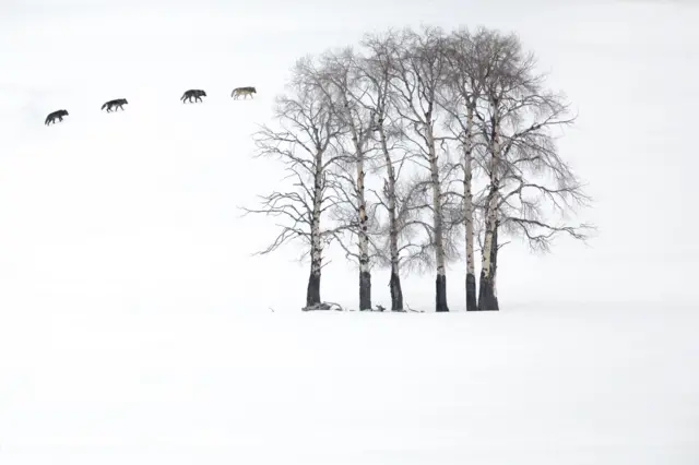 Quatro lobos cinzentos atravessando um bosque nevado de álamos 