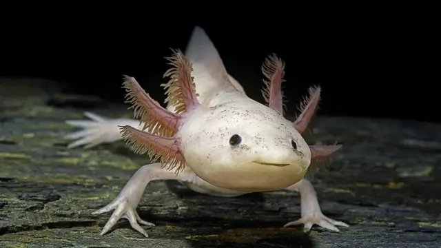 Axolote (Ambystoma mexicanum)