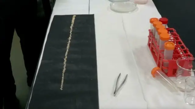 මෙම පටිපණුවන් විශේෂය බර්ටියෙල්ලා (Bertiella ) නැමති විශේෂයට අයත් යැයි හඳුනා ගෙන තිබේ.