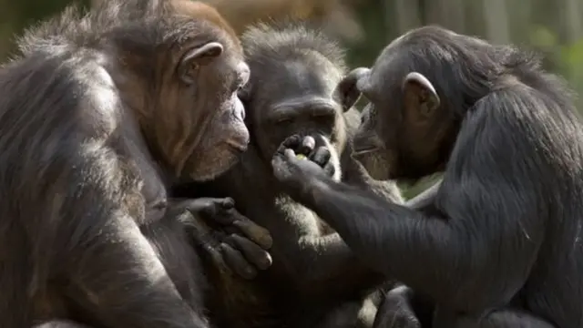 ચિંપાજી