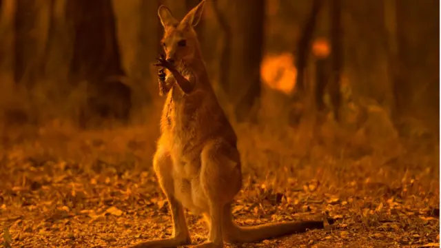 Алтынбек Усенов: Кечээ түтүн Жаңы Зеландияга да жетти деп жаңылыктардан уктук