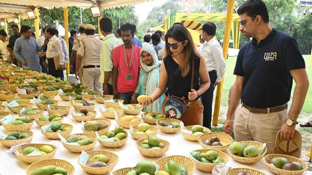 人們在印度的芒果節上觀賞擺放在桌上的各種芒果。