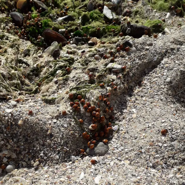 Нашестя сонечок. Як і чому ці комахи заполонили морське узбережжя країни