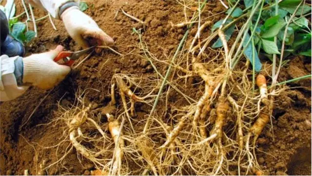 Nhân sâm rất được ưa chuộng ở Trung Quốc