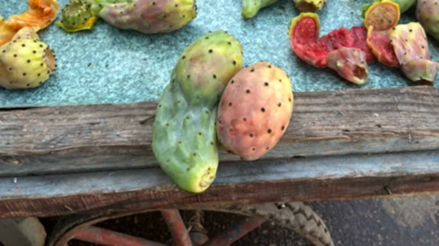 ثمرتا تين شوكي