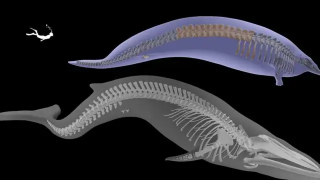 Perucetus ni mfupi kuliko nyangumi lakini mzito zaidi