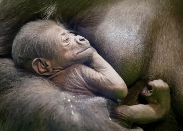 A baby gorilla being held by its mother