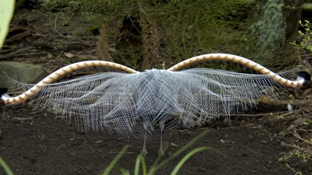 Обыкновенный лирохвост не поет, когда танцует, и не танцует, когда поет