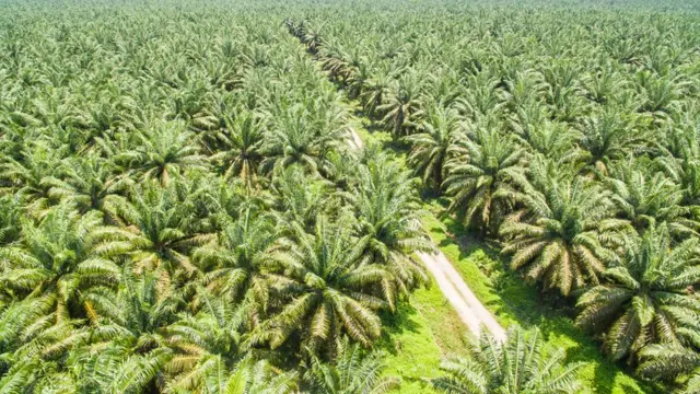 பாமாயில்