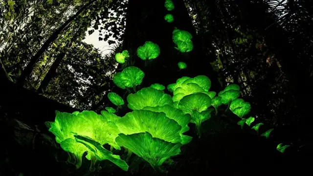 चम्किने च्याउ