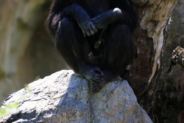 A chimpanzé Natalia com sua cria