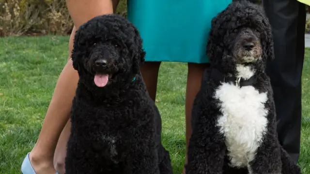 Sunny e Bo, dois cachorros de pele enrolado, pretos