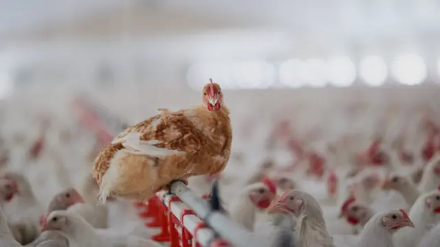 Pollo en una granja masiva.