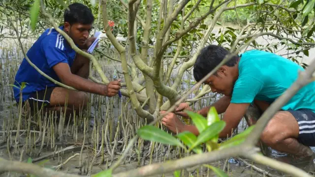 Homens colhem alimento no mangue