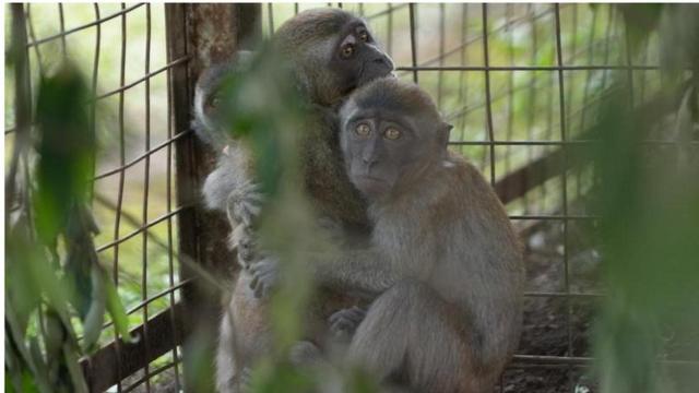 Liputan 'memburu pembenci monyet', BBC News Indonesia