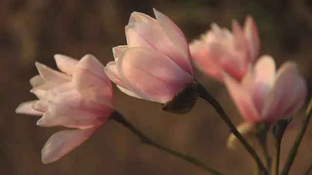 மரங்கள்