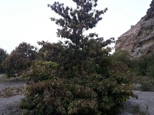 سیستان و بلوچستان