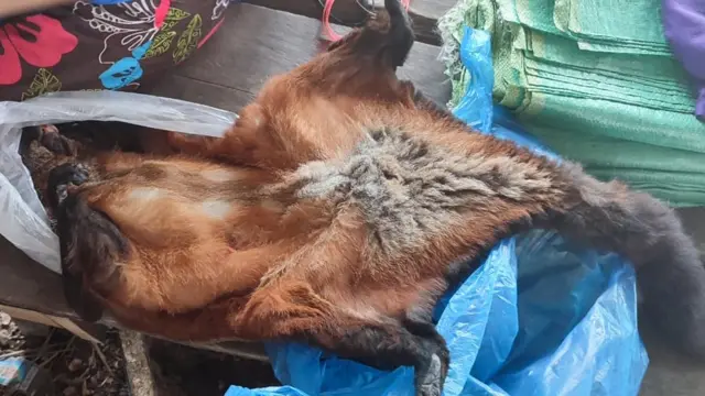 Gần 80.000 bộ phận và sản phẩm động vật hoang dã bất hợp pháp được tìm thấy bày bán ở năm quốc gia thuộc khu vực hạ lưu sông Mekong trong hai năm qua.