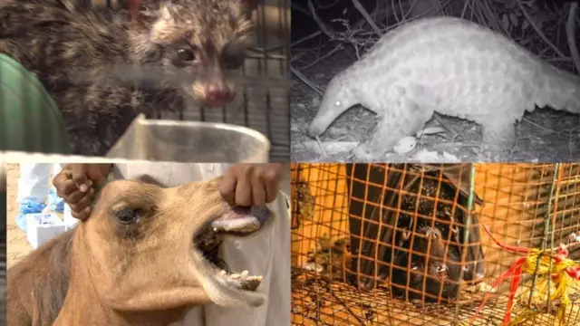 विभिन्न जनावरहरू