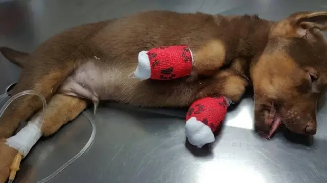 Garda Satwa Indonesia