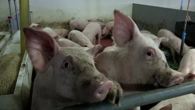 Shiinaha ayaa aad u adeegsada doofaarka iyo waxyaabaha laga hagaajiyo