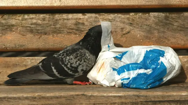 ప్లాస్టిక్ కాలుష్యం