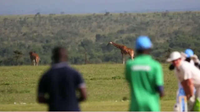 జంతువుల మధ్యలో క్రికెట్