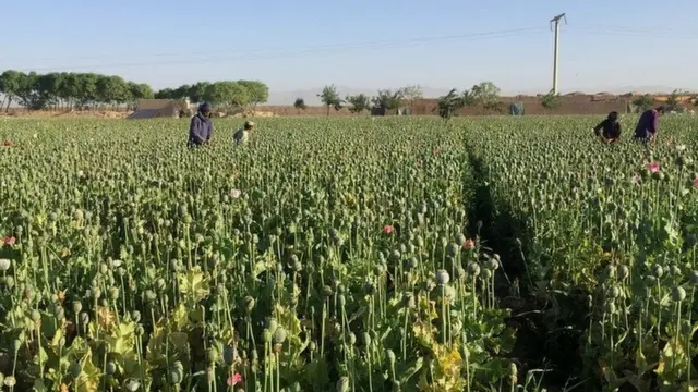 مواد مخدر