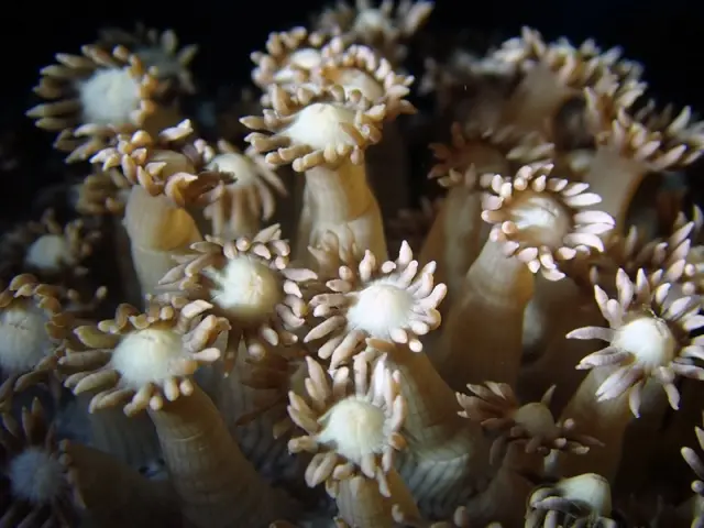 आंग्रिया बँक