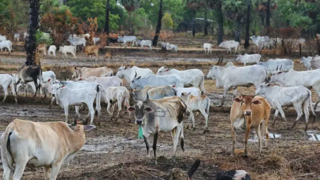 উত্তরাঞ্চলীয় মুল্লাইটিভুতে একটি গরুর খামার।