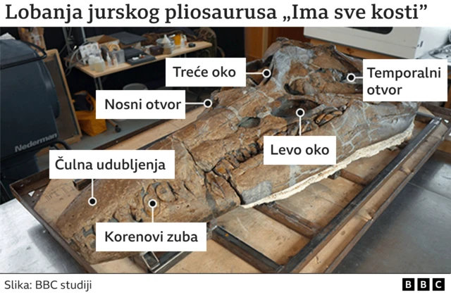 lobanja pliosaurusa