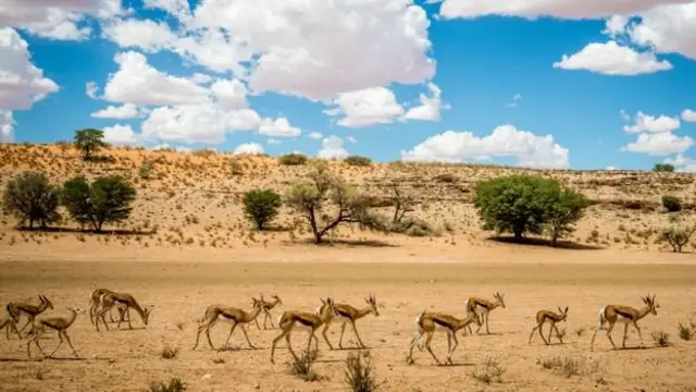 Le territoire semi-désertique de ce qui est aujourd'hui le parc transfrontalier de Kgalagadi était autrefois le foyer du peuple ǂKhomani