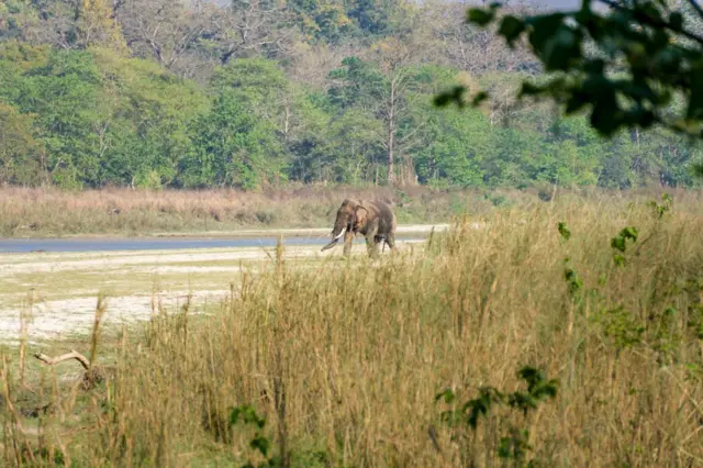 सन् २०१७ मा राप्ती नदीको किनारमा हिँड्दै धुर्बे हात्ती