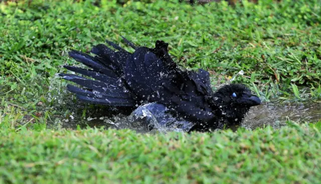 කොළඹ දිය වලක නාමින් සිටින කපුටෙක් 