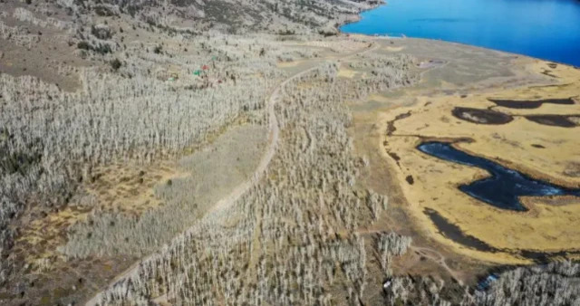 ਪਾਂਦੋ ਦਰੱਖ਼ਤ