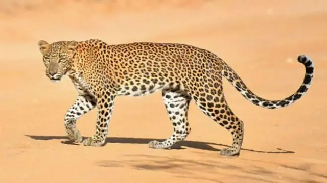 ભેંસોનું ટોળું દીપડા પર તૂટી પડ્યું, દીપડાનું મોત, ક્યાં બની ઘટના? – ન્યૂઝ અપડેટ