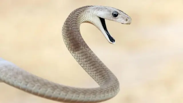 બ્લેક મામ્બા, બીબીસી, ગુજરાતી