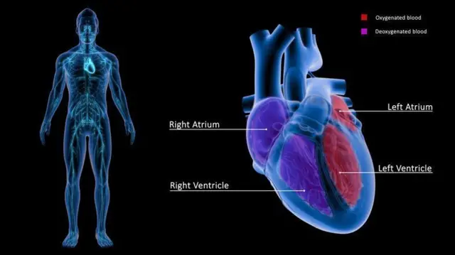 हृदयाचे 4 चेंबर्स