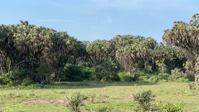 ઉના, વેરાવળ, દીવ, રાવણતાડ, ગુજરાતની વનસંપદા, બીબીસી ગુજરાતી, જૂનાગઢ, કુદરત, પ્રકૃતિ, રાવણતાડ, ખેતી